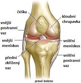 Prsařské koleno
